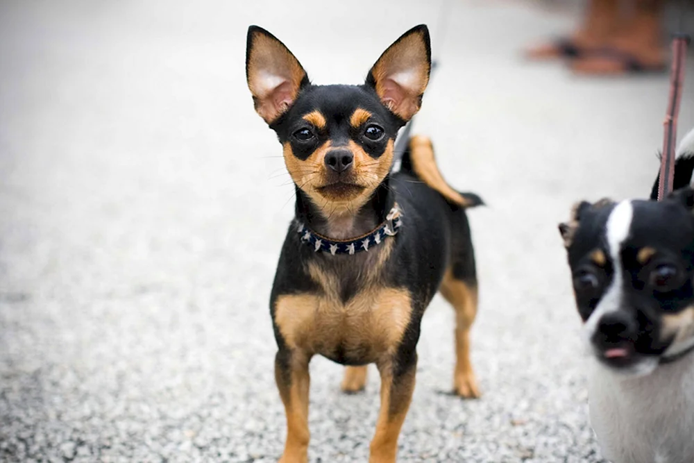 Chihuahua Welpe