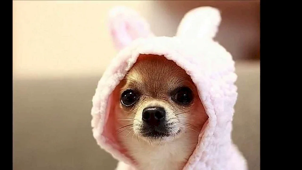 Pomeranian Spitz BOO