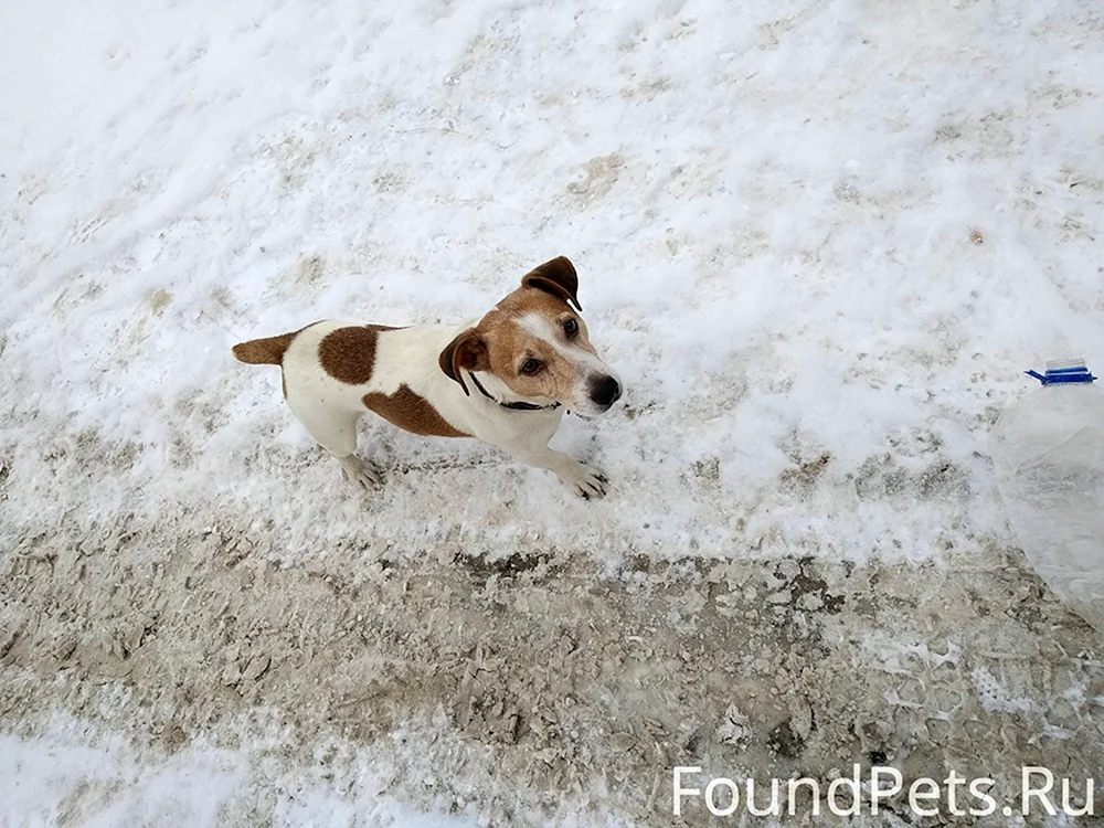 Kleiner Hund weiß mit braunen Flecken