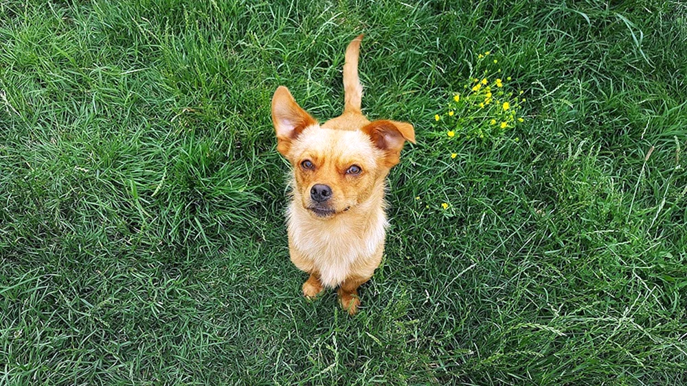 Kleiner gelber Hund