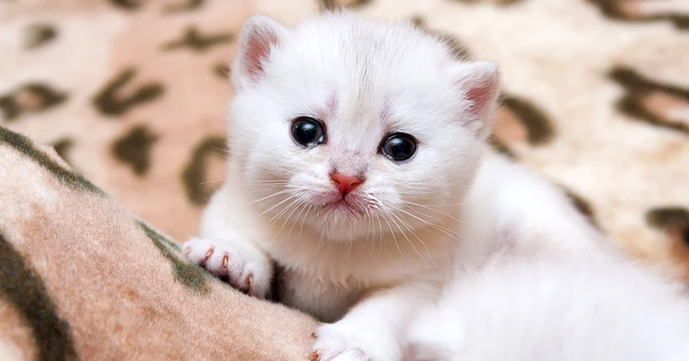 Kleine Katzen