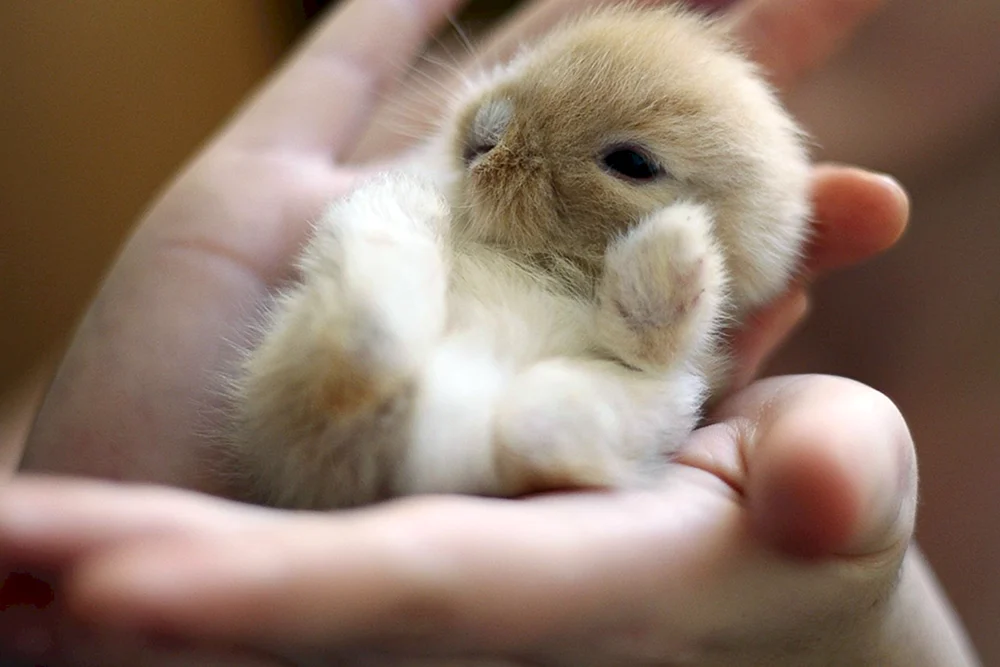 Kleine Kaninchen
