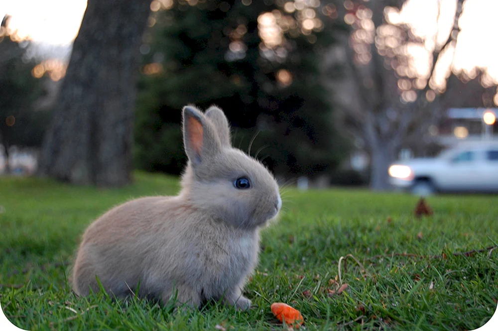 Kleine Kaninchen