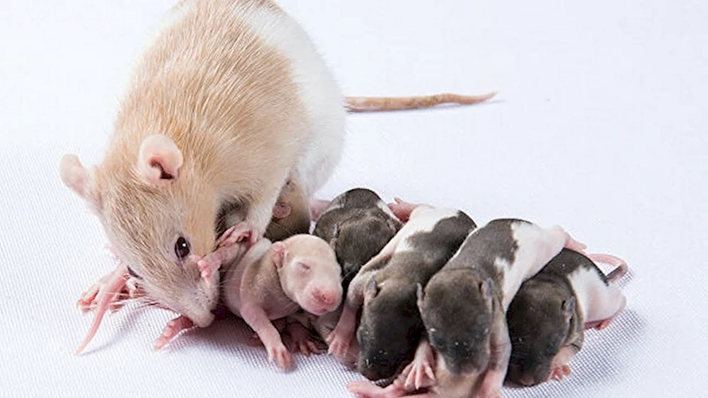 Kleine Ratten