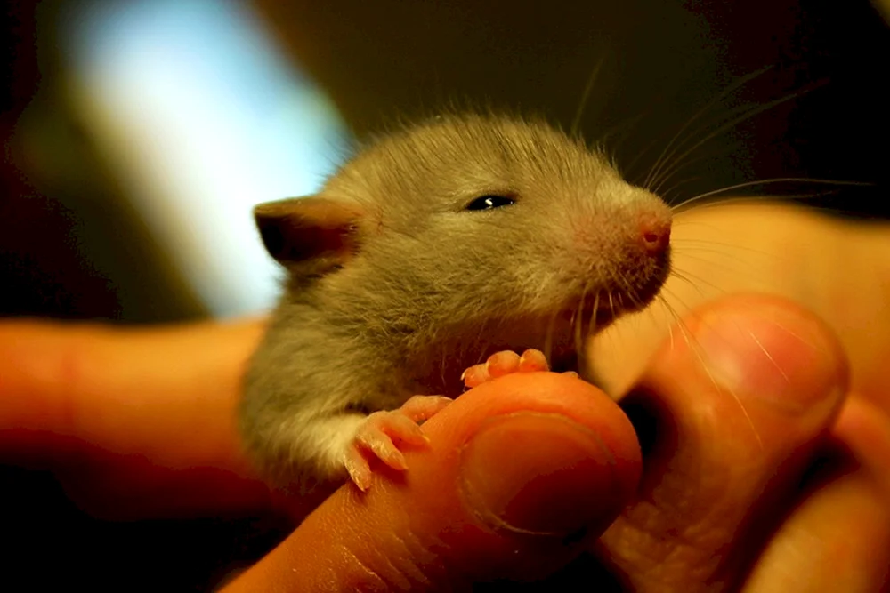 Kleine Ratten