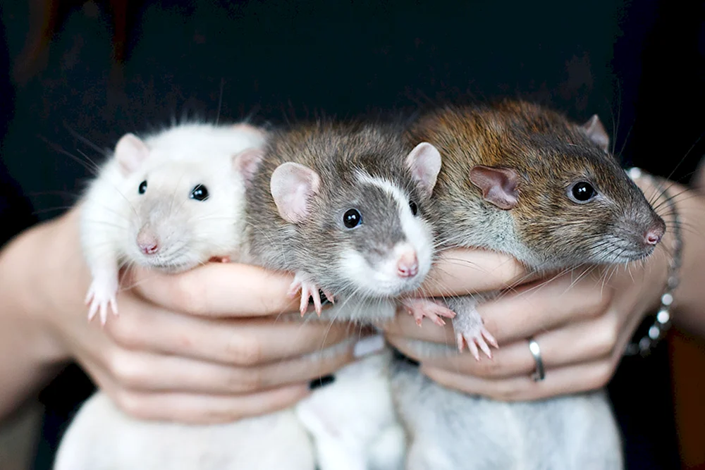 Kleine Ratten