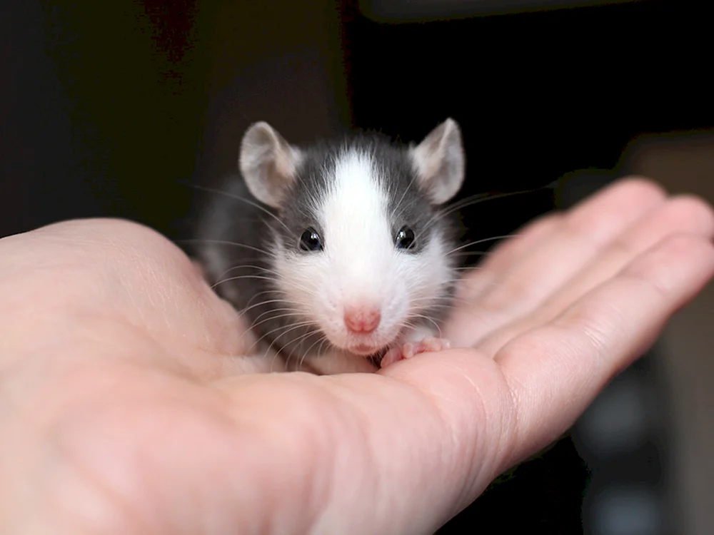 Kleine Dumbo-Ratten
