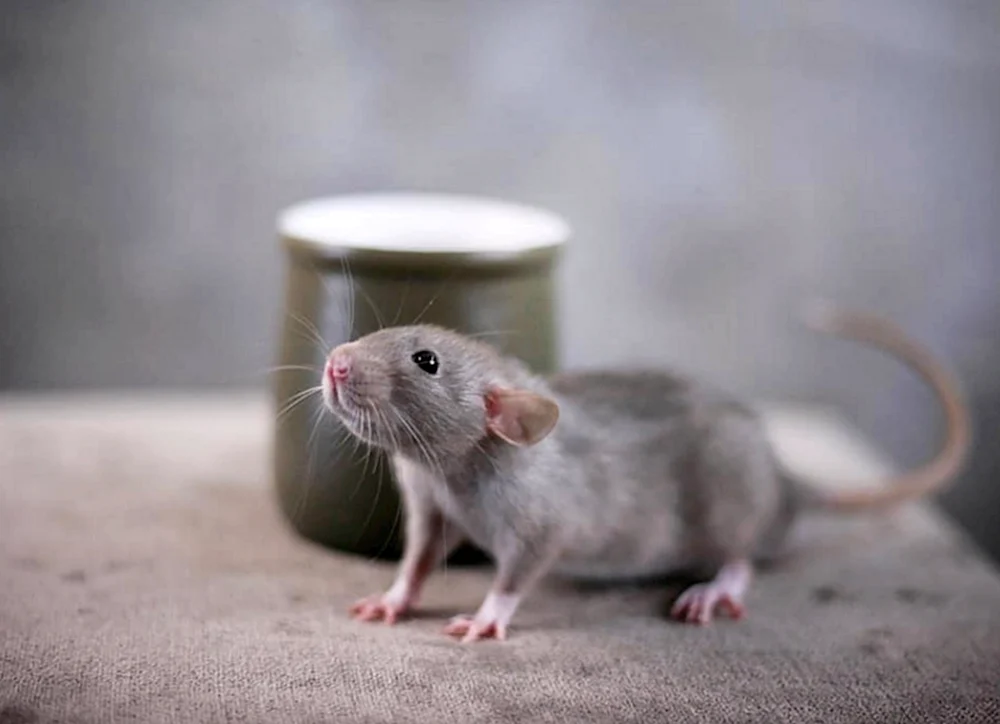 Dumbo Ratte schwarz