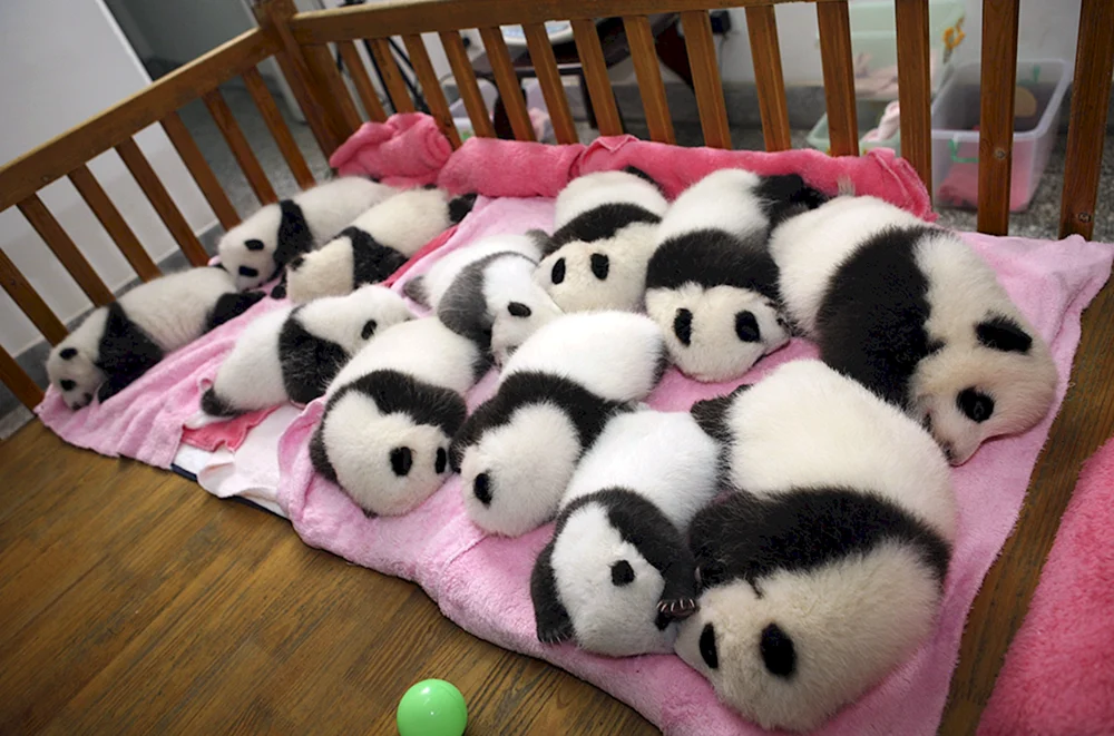 Großer Panda mit Jungtier