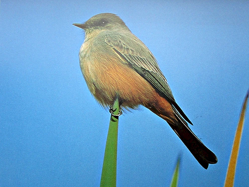Kleinvögel des Gebiets Tambow
