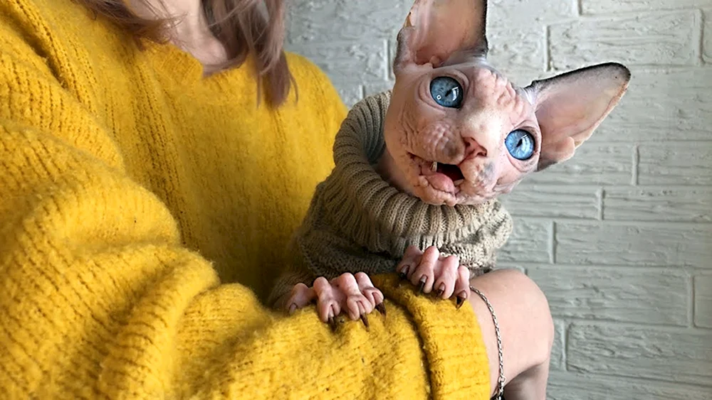 Kleine Sphynxbabys