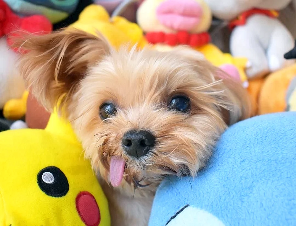 Kleine Hunde