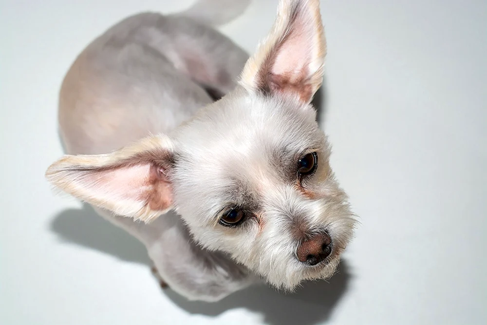 Chihuahua