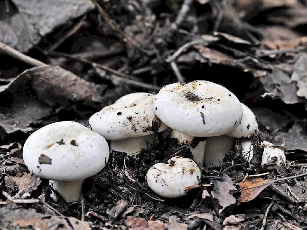 Kleiner weißer flauschiger Pilz
