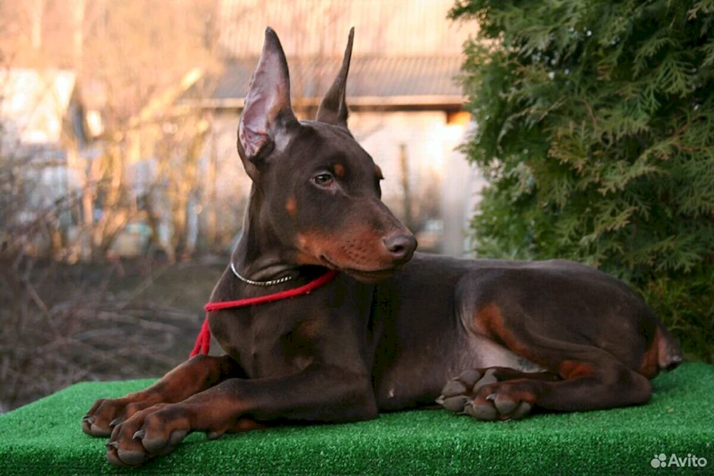 Mini Dobermann Pinscher