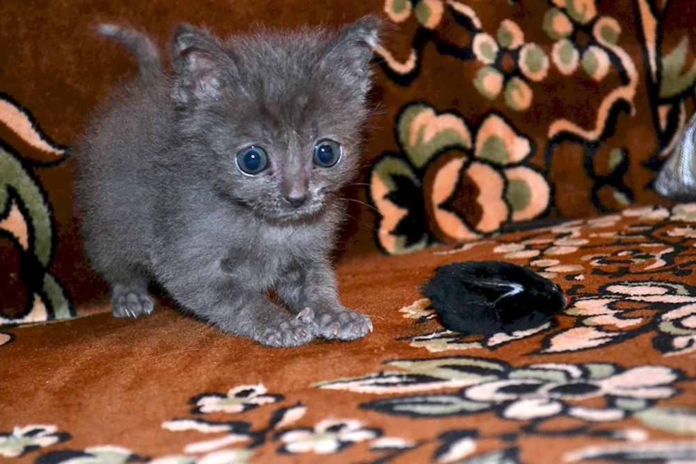 Sibirische graue rauchige Katze