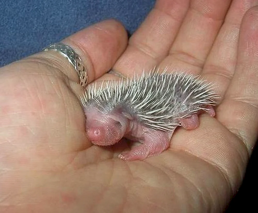 Kleiner Igel Nelson-Igel