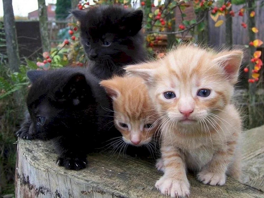 Kleine Katze