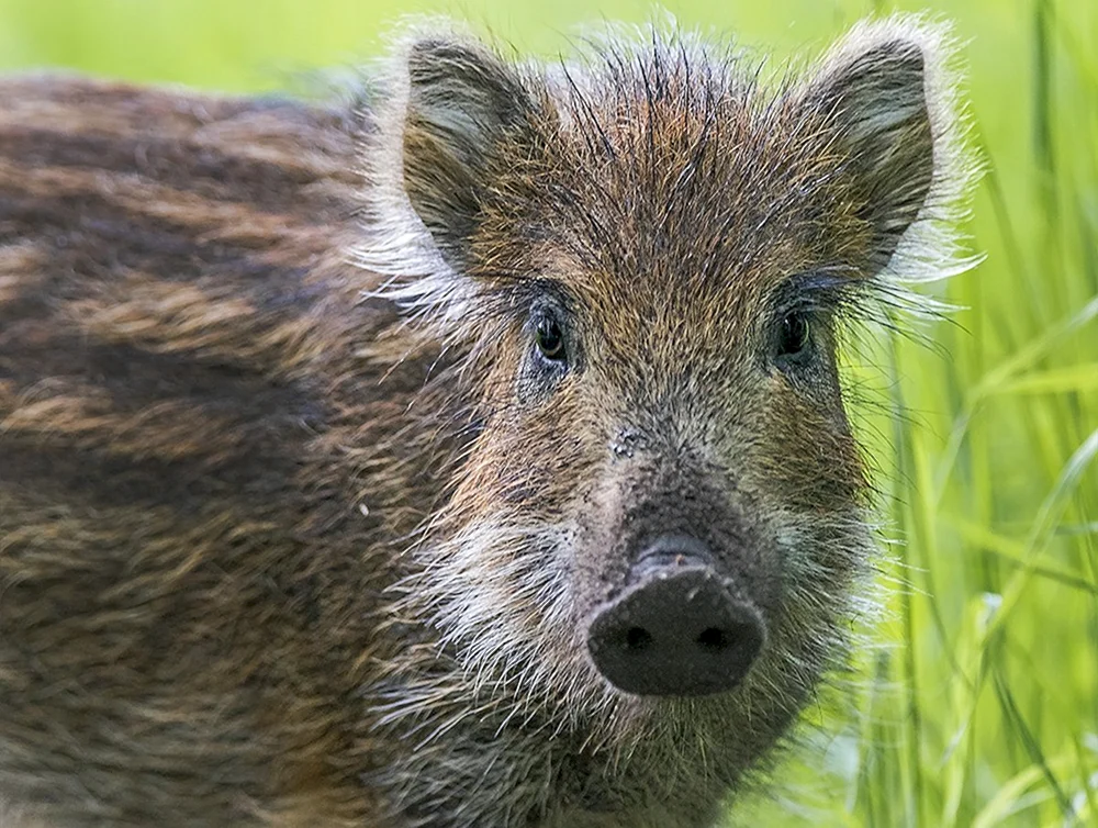 Wildschweinferkel