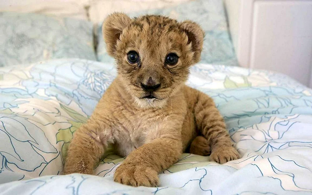 Kleine Löwenbabys