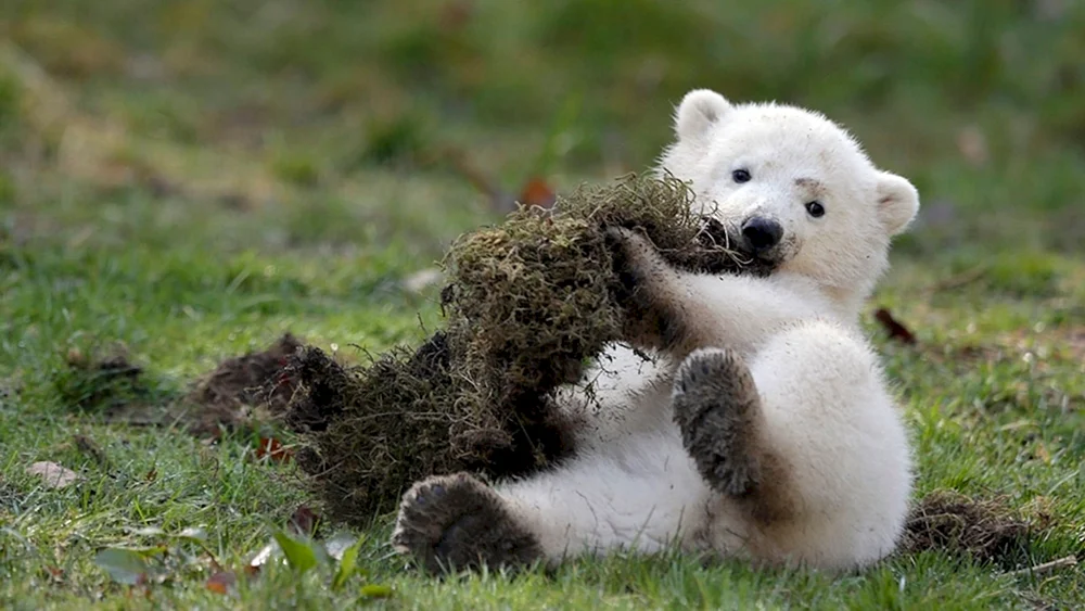 Kleiner Eisbär