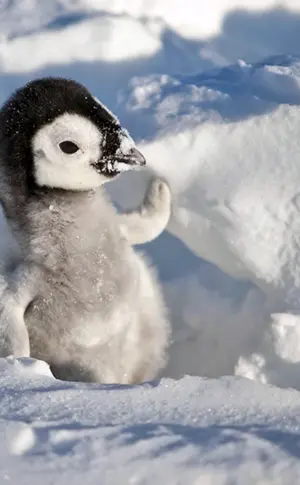 Kleiner Pinguin