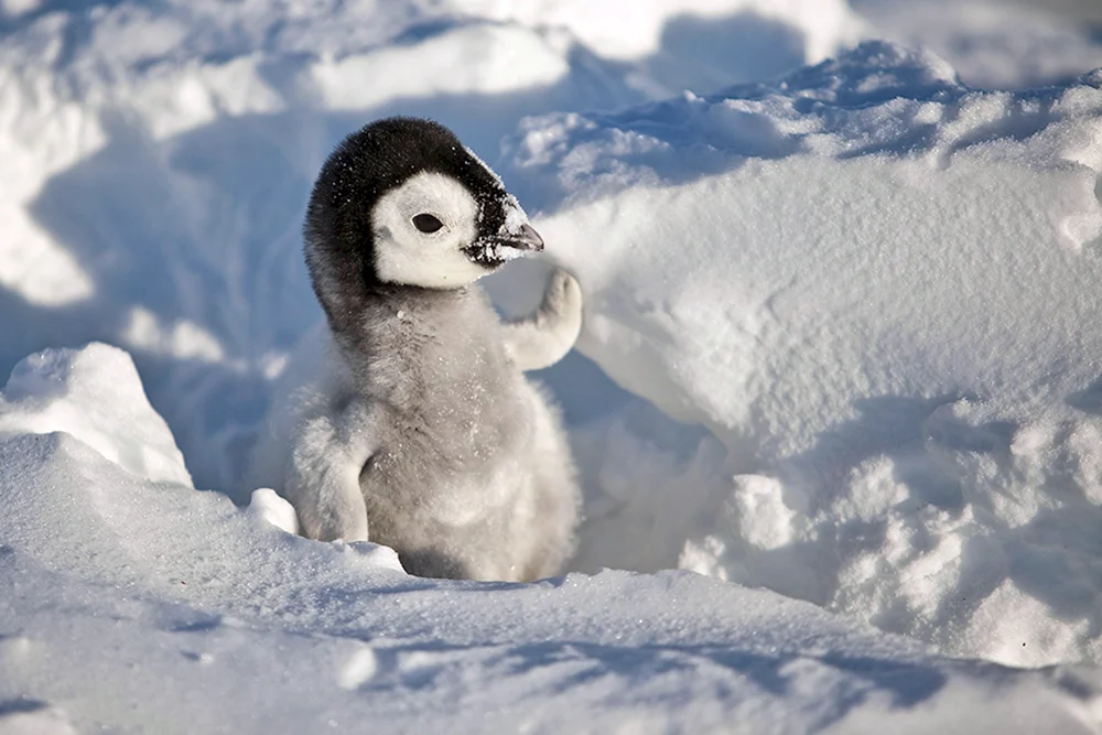 Kleiner Pinguin