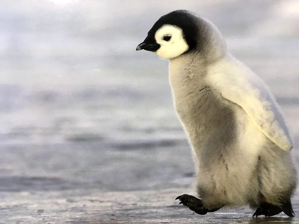 Pinguine in der Antarktis