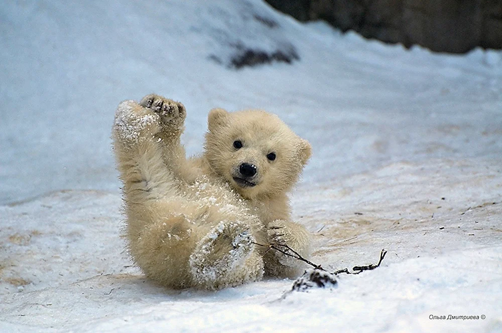 Kleiner Eisbär