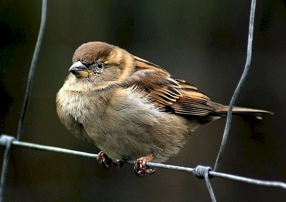 Feldspatz