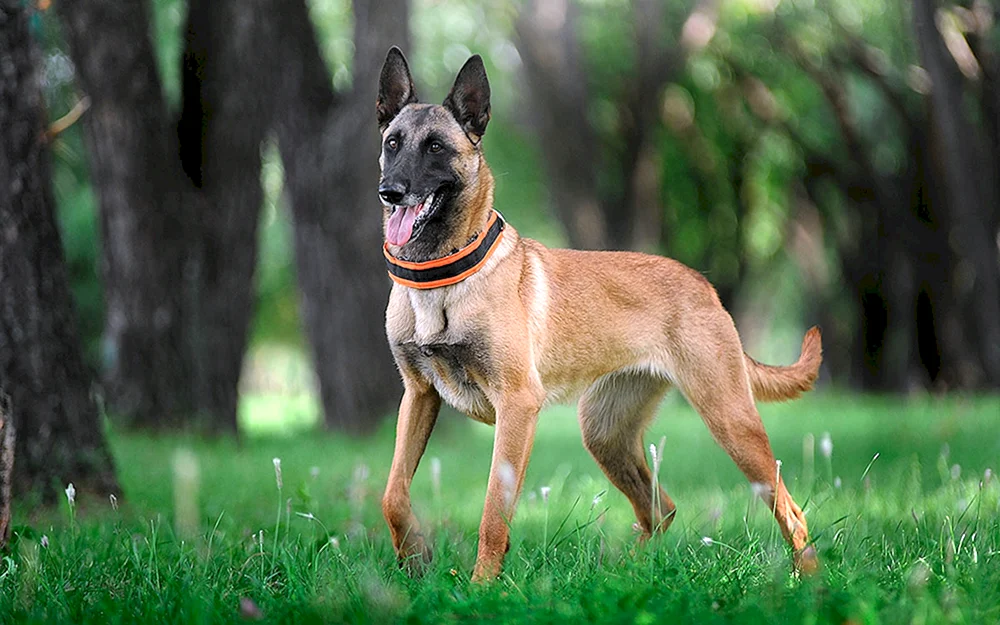 Belgischer Malinois