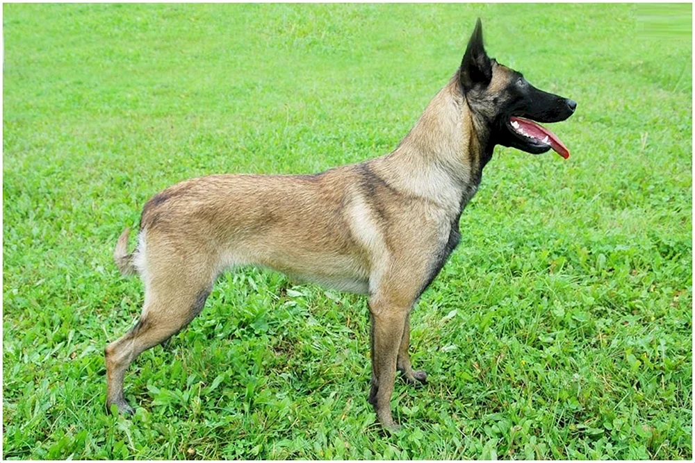 Belgischer Schäferhund Malinois