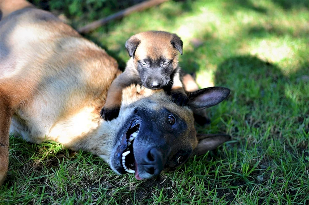 Belgischer Schäferhund Malinois