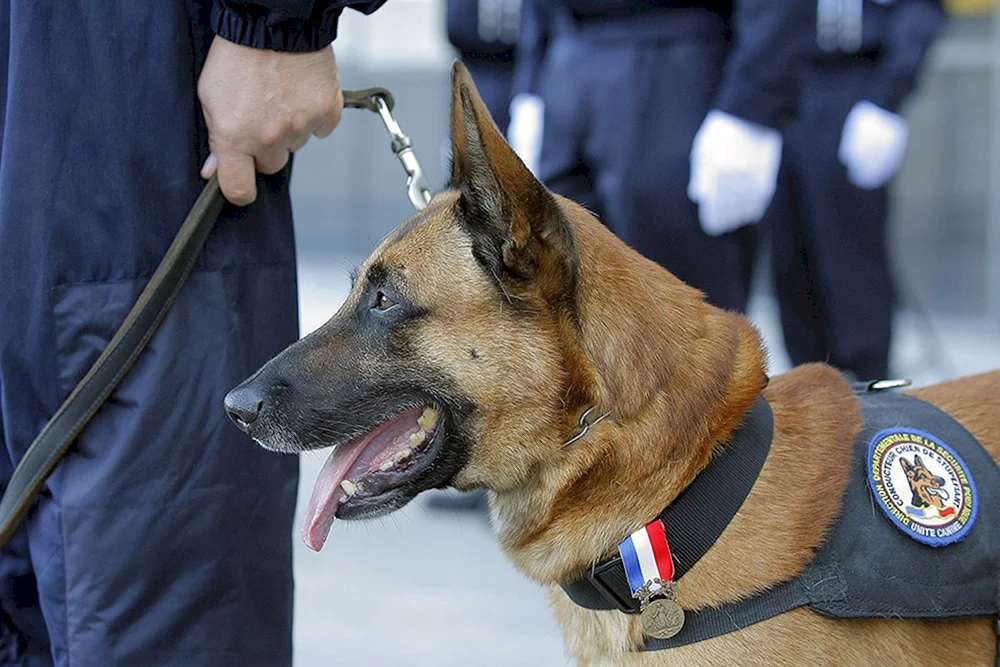 Deutscher Schäferhund Trapper