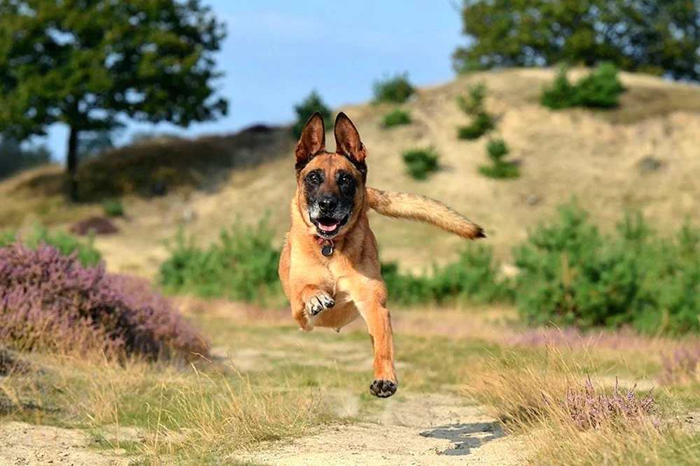 Deutscher Boxer