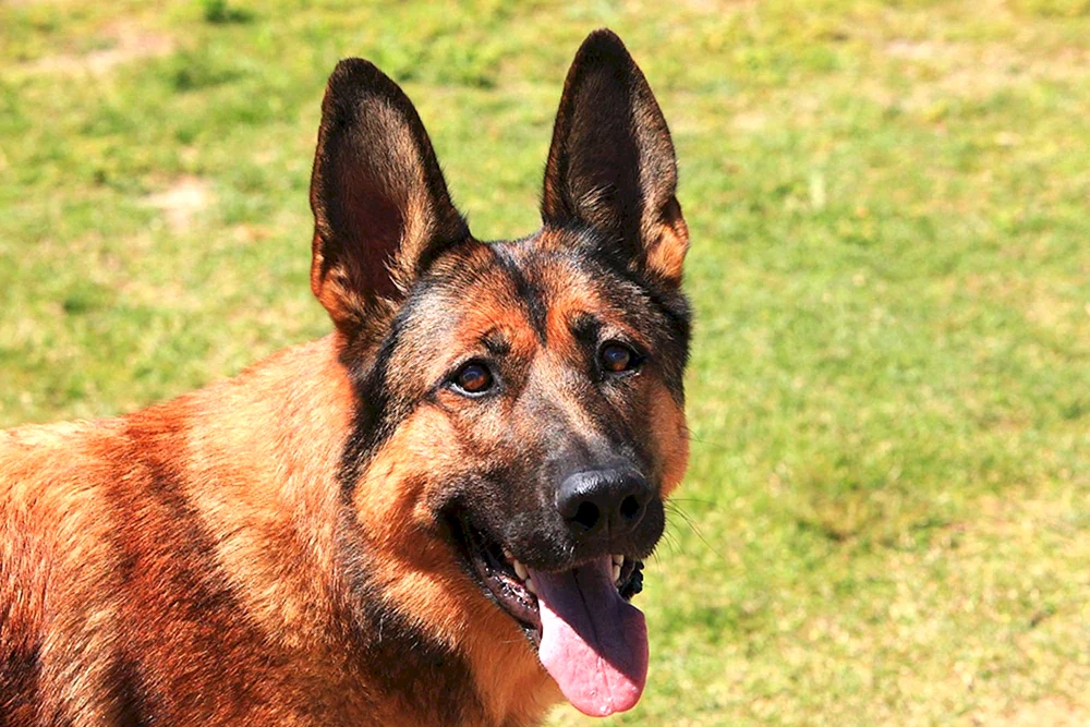 Malinois