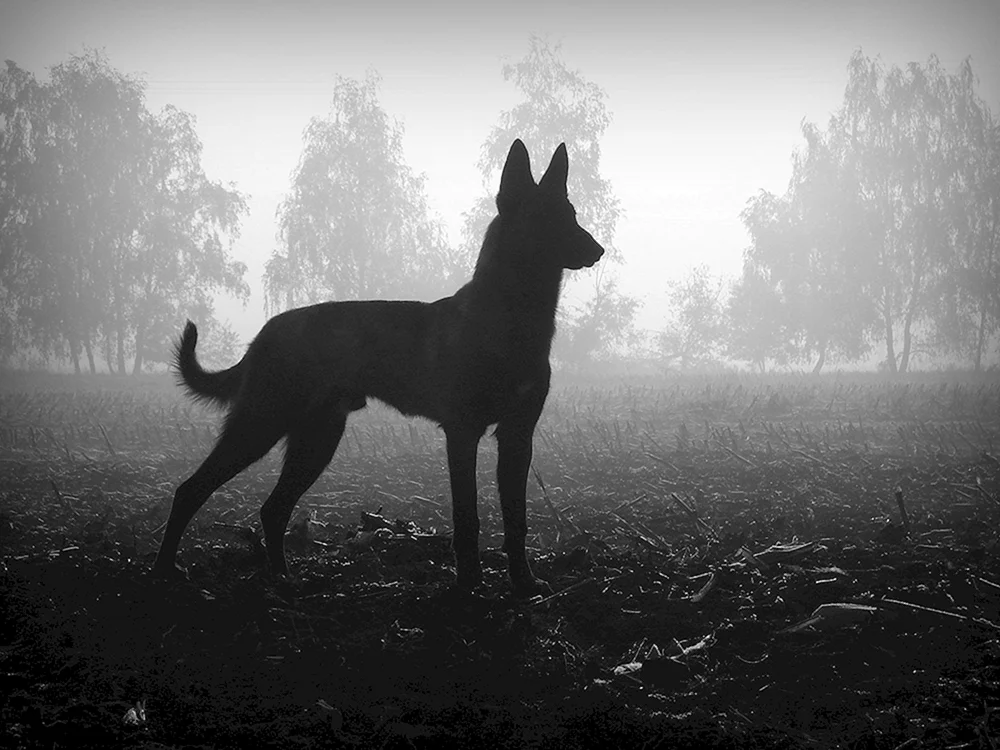 Malinois