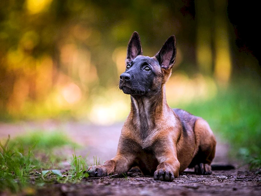 Malinois