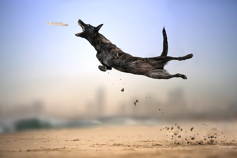 Hunderennen