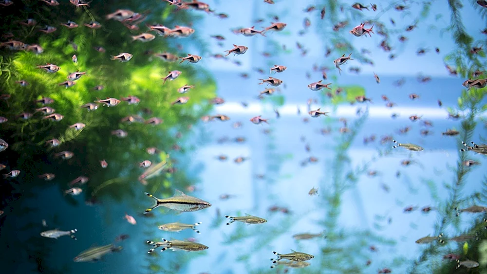 Wilde Endler Guppys