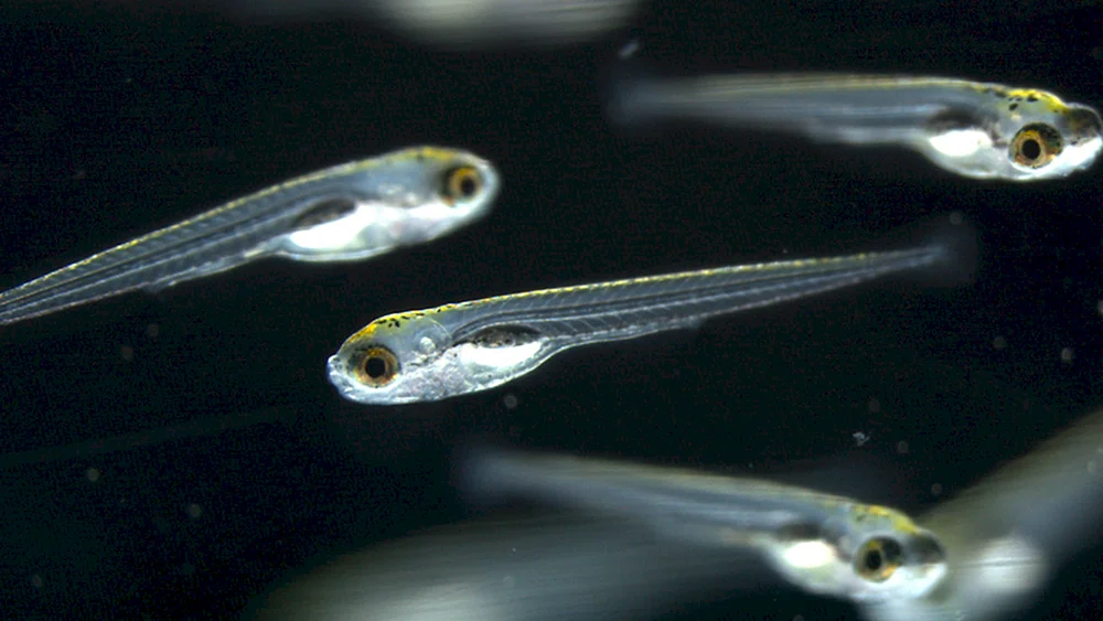 Flussfische Elritzen