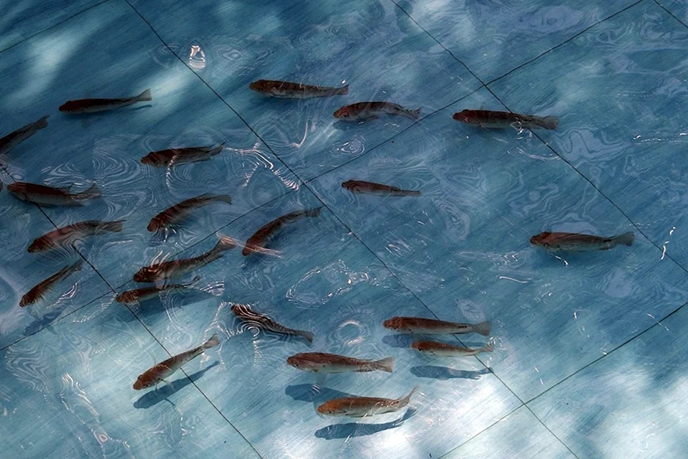 Aquarienfische Elritzen