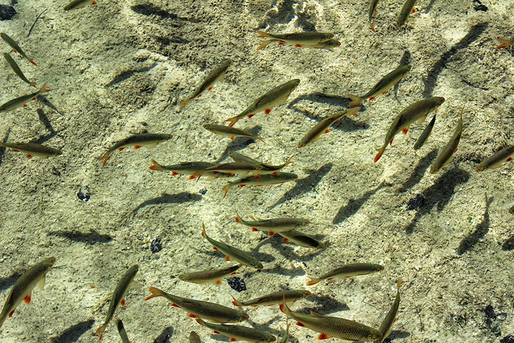 Guppie Fischbrut