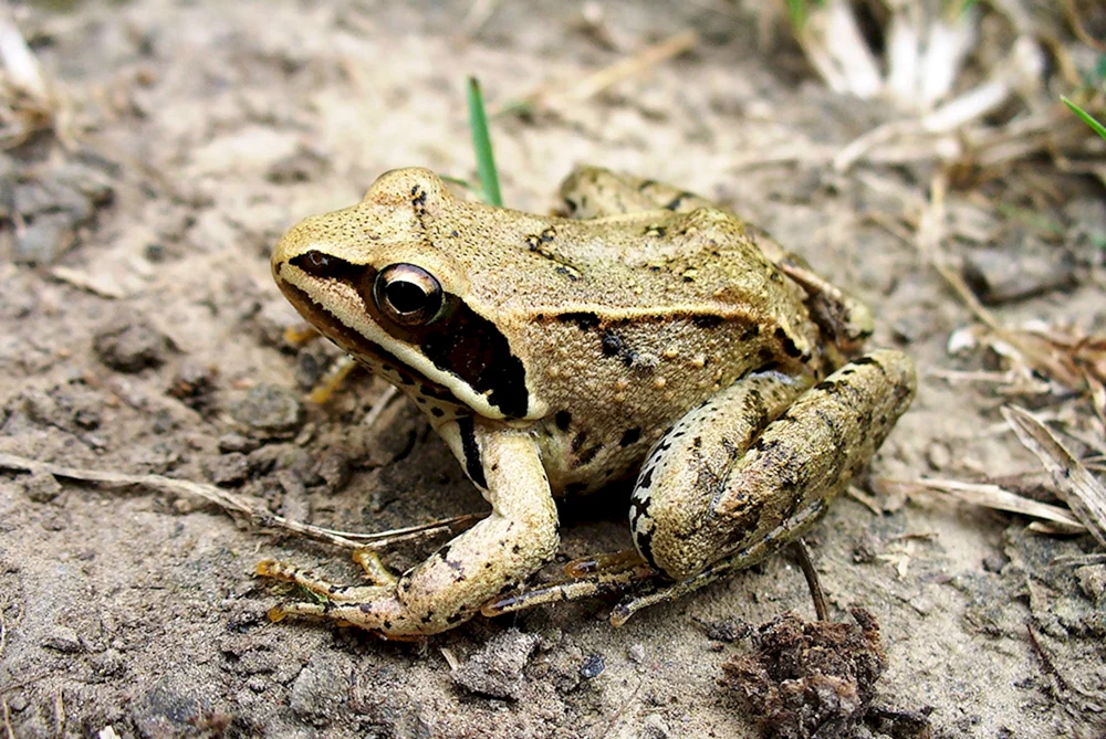 Malaienfrosch Rana macrocnemis