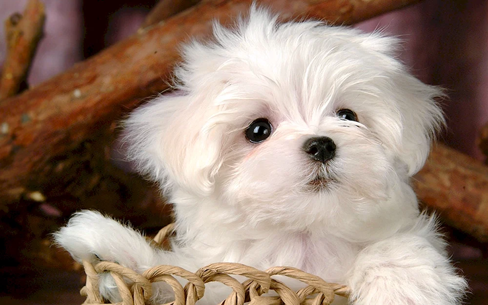 Zwergpomeranian Spitz