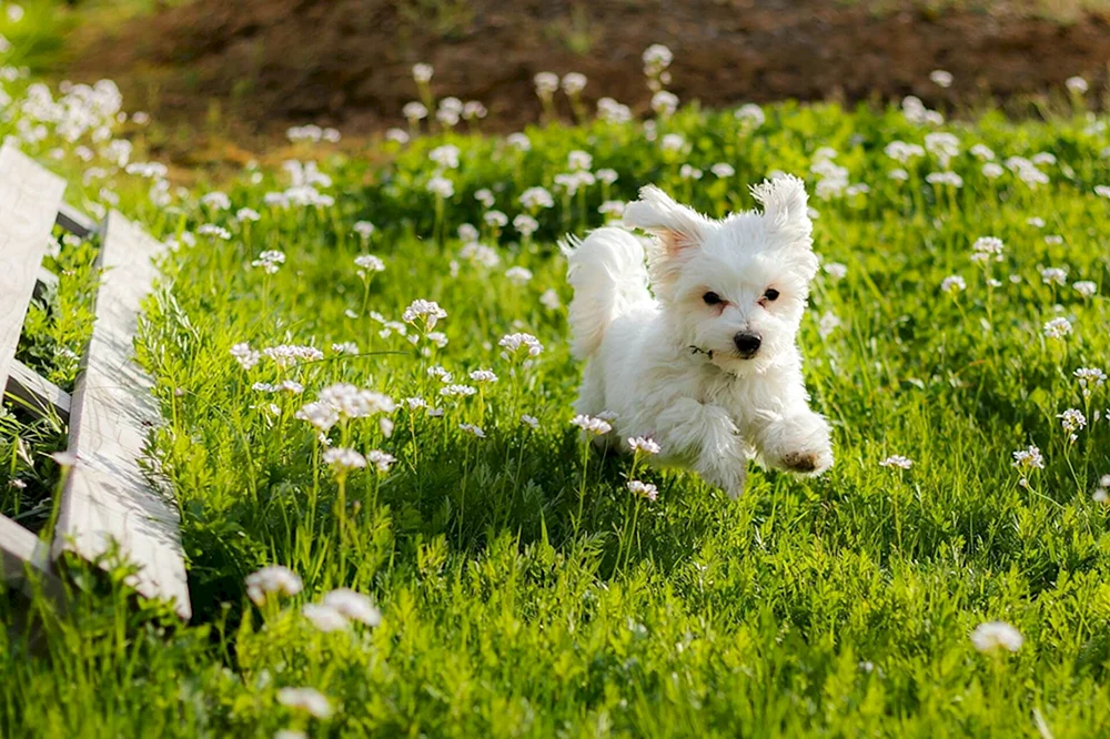 Siberian Husky langhaarig