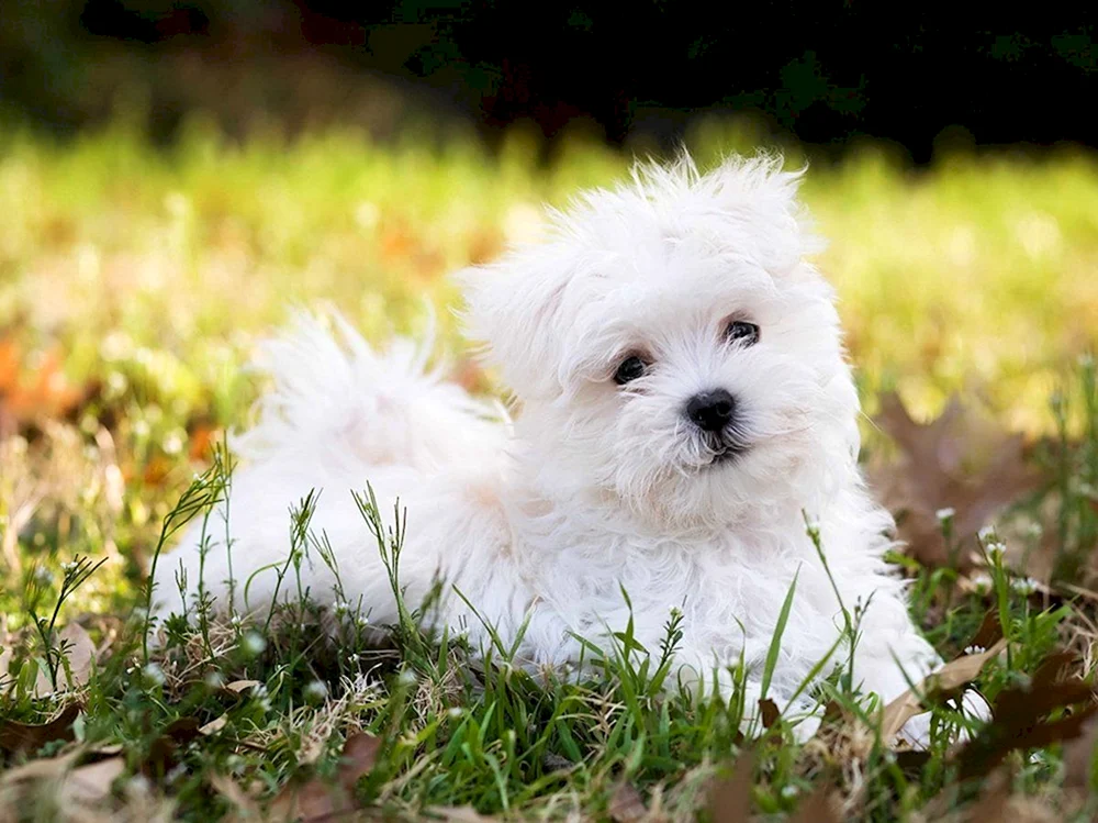 Malteser lockig SchoßhundMalteser lockig SchoßhundMalteser Schoßhund Teacup