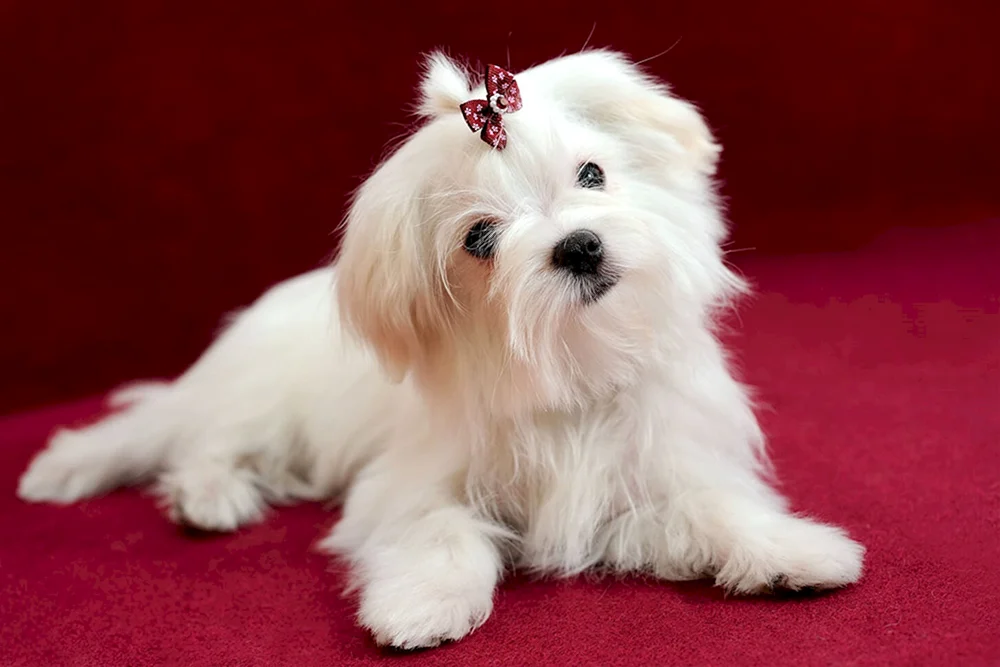 Malteser SchoßhundMalteser Schoßhund