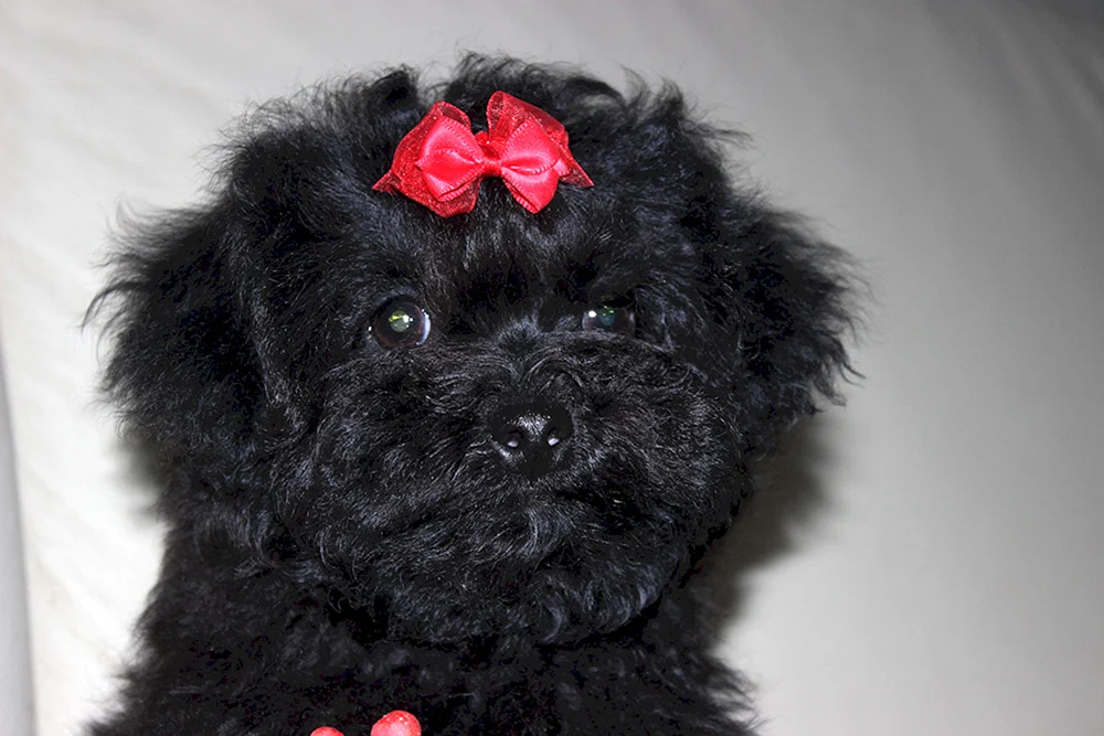 Malteser Malteser schwarzer Hund