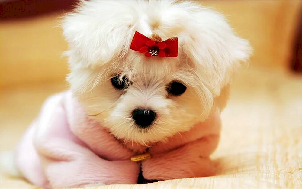 Pomeranian Pudel